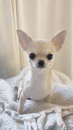 Chihuahua Cream Puppies -Dog-Delivery-Available in store 0