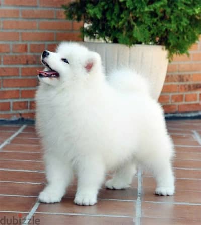 Samoyed