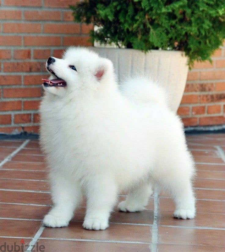 Samoyed Cute & Fluffy Puppies Available -Dog-High Quality -Delivery 0