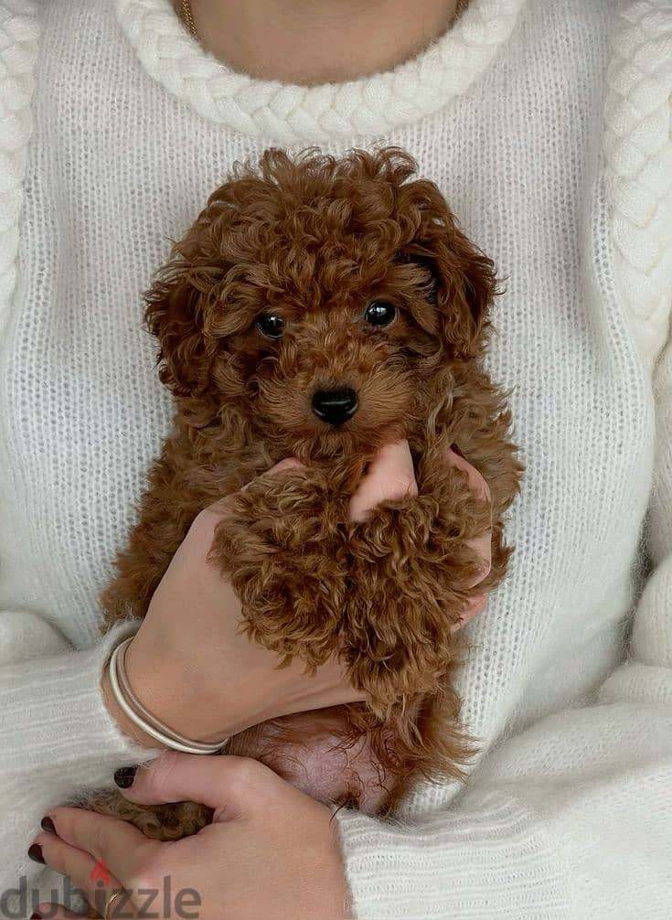 Toy Poodle Puppies Available - High Quality -Dog -Imported 0