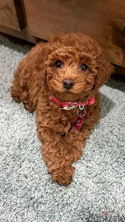 Red Brown Poodle Puppies Available -High Quality Pet - In Store - Dog