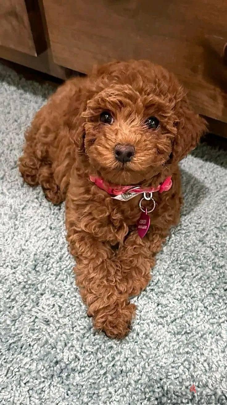 Red Brown Poodle Puppies Available -High Quality Pet - In Store - Dog 0