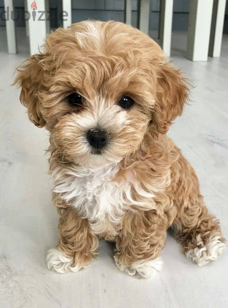 Cute & Fluffy Maltipoo Available - Dog - Imported - High Quality Pet 0