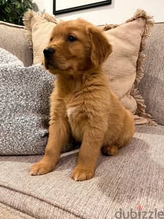 Golden Retriever Puppies - Available in Store - Delivery - Dog 0