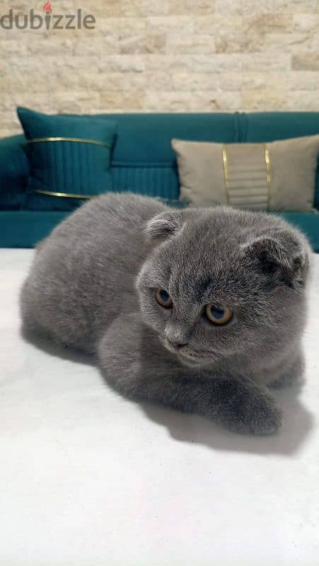 Scottish Fold High Quality 3