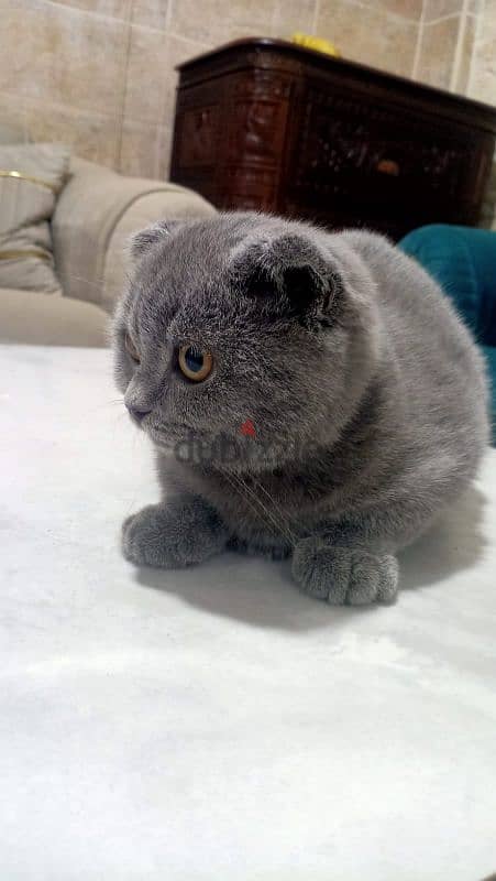 Scottish Fold High Quality 1