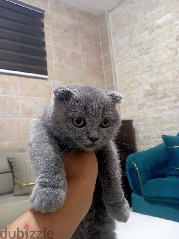 Scottish Fold High Quality 0