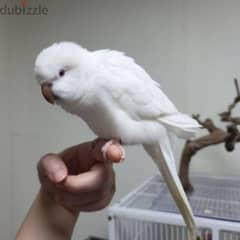 Friendly White Quaker Parrot Super Tamed ببغاء كويكر ابيض اليف كتير 0