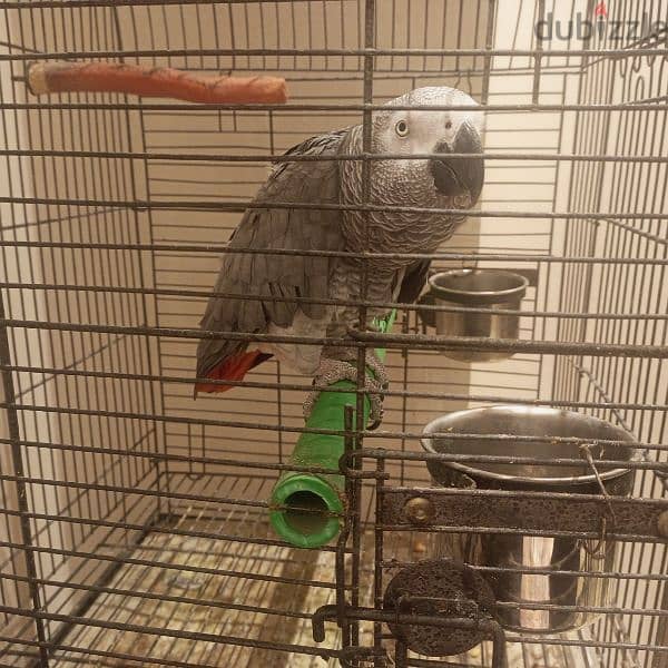 Parrot for sale / ببغاء كاسكو رمادي اصلي 0