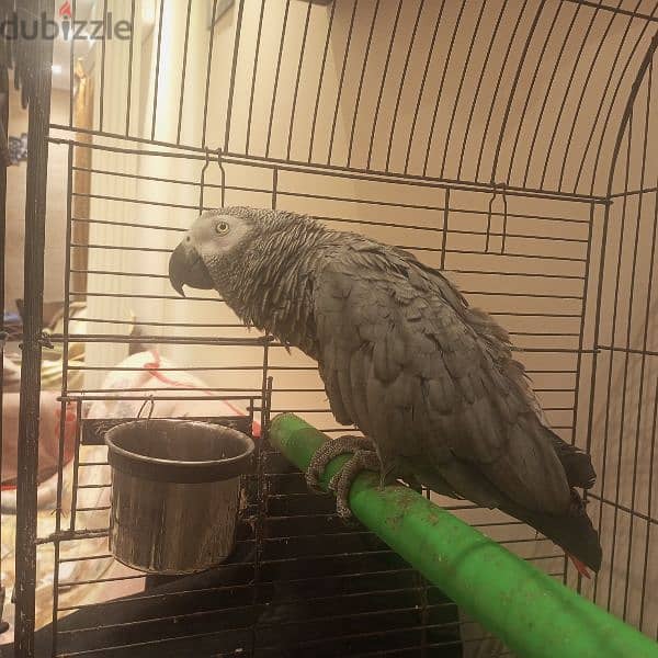 Parrot for sale / ببغاء كاسكو رمادي اصلي 1