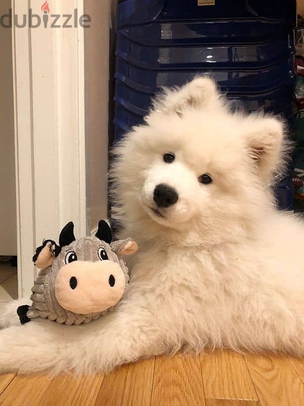 Large Samoyed Pure Puppy Available/ dog كلاب 0