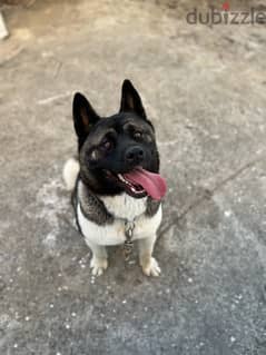 American akita female 0