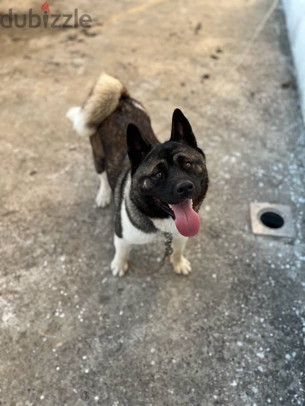 American akita female 1