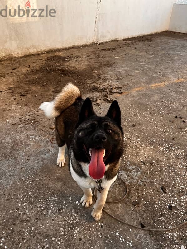 American akita female 2