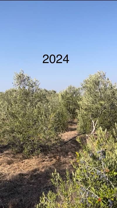 Arbequina i18 12 years old olive trees شجر زيتون اربيكانا