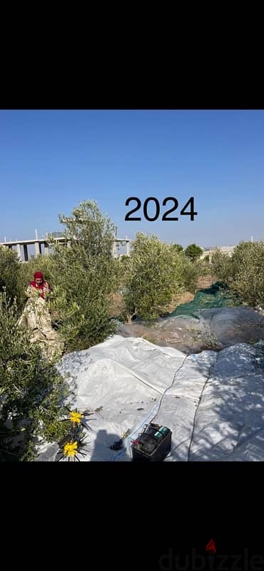 Arbequina i18 12 years old olive trees شجر زيتون اربيكانا 1