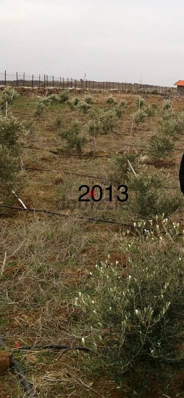 Arbequina i18 12 years old olive trees شجر زيتون اربيكانا 2