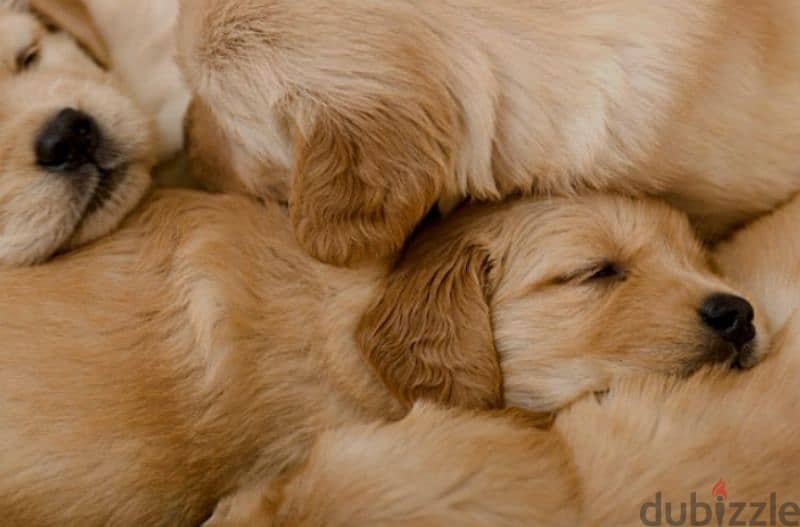 golden retriever 2