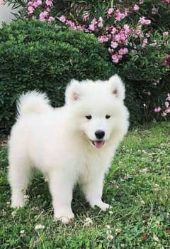 Samoyed Large size puppy Imported High quality breed/Dog/Delivery/كلب 0