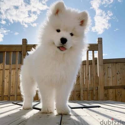 Samoyed