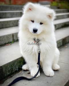 Samoyed Puppy Imported High Quality Breed/ Dog/ Delivery/ كلب 0