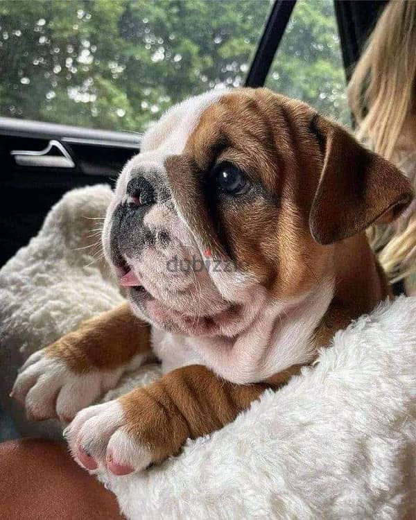 English Bulldog imported Puppy pure breed Dog delivery كلاب 0