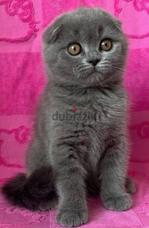 Scottish fold 0