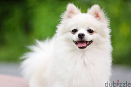 Pomeranian