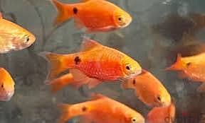 Rosy barb for sale 0