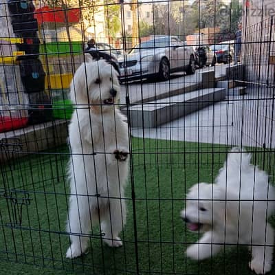 bichon puppies