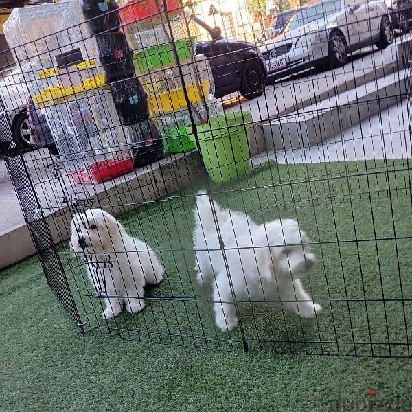 bichon puppies 1