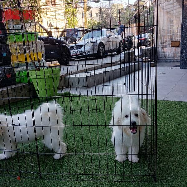 bichon puppies 2