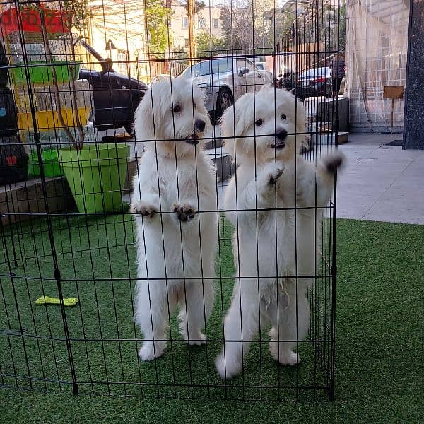 bichon puppies 3