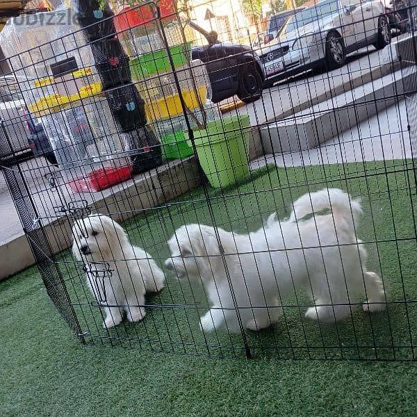 bichon puppies 6