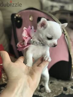 Tiny Chihuahua Pure Puppy Available/ dog كلاب 0