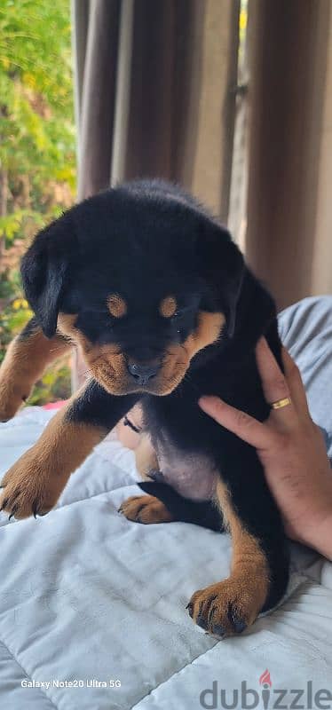 rottweiler