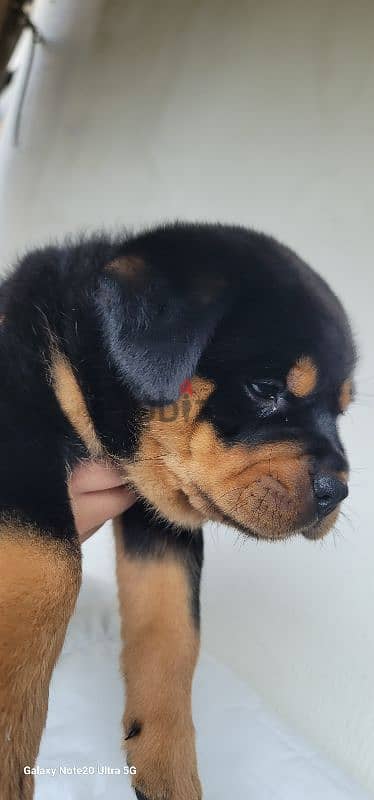 rottweiler king size hight quality