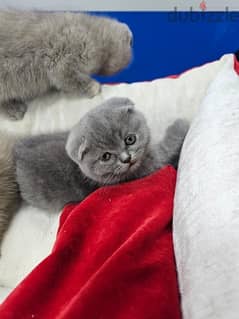 pure scottish fold 0