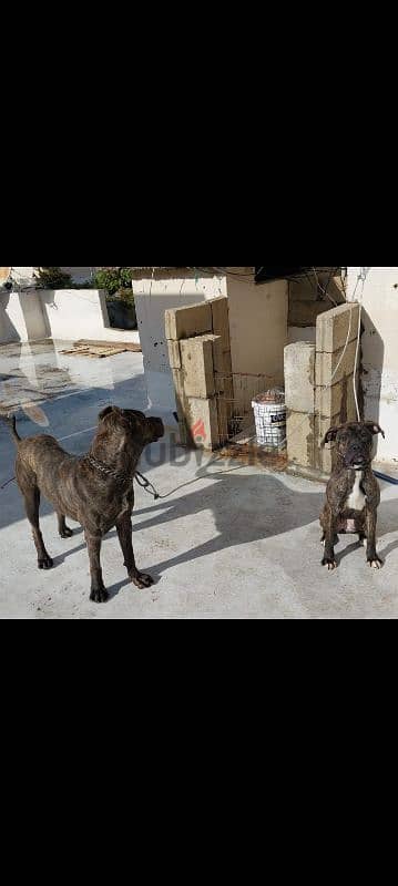 presa canario puppies 40 days male w female 1