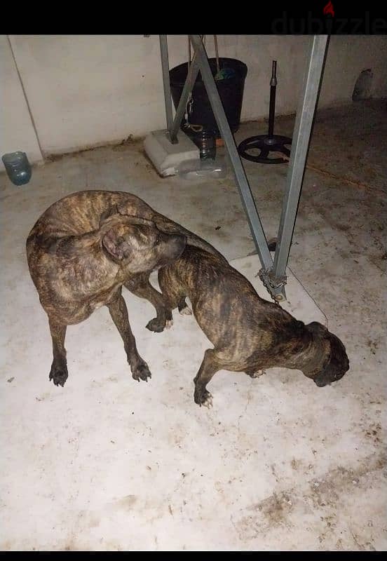 presa canario puppies 40 days male w female 2