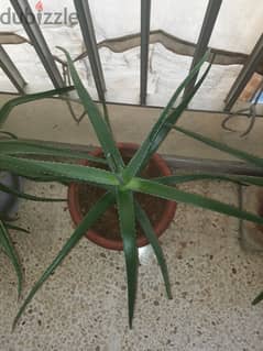 Large alowa vera plant 0