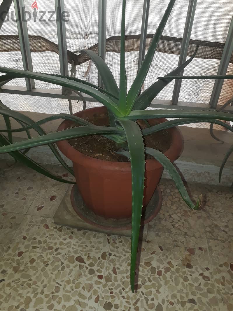 Large alowa vera plant 1