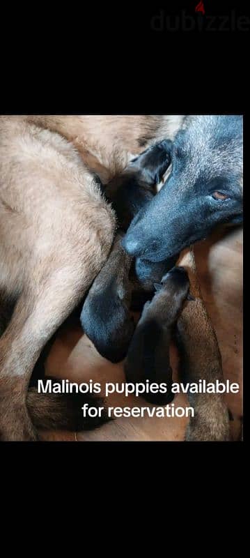 malinois