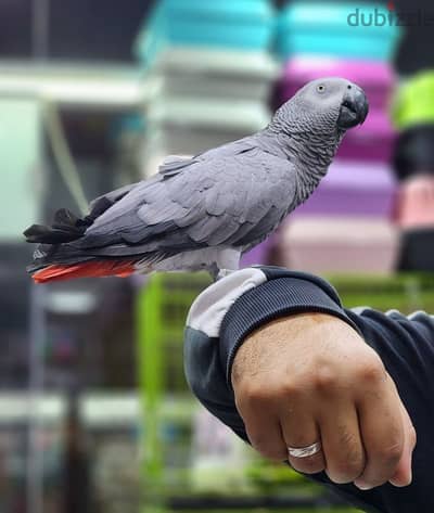 kasko parrot