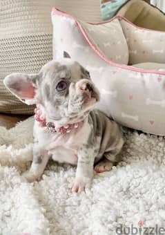 White & Merle French Bulldog Puppy pure breed / Dog Delivery كلب 0