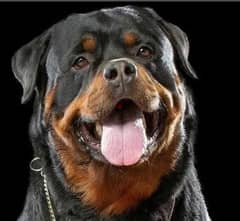 Rottweiler female 3omor 40 yom super da5ama 76960295 0