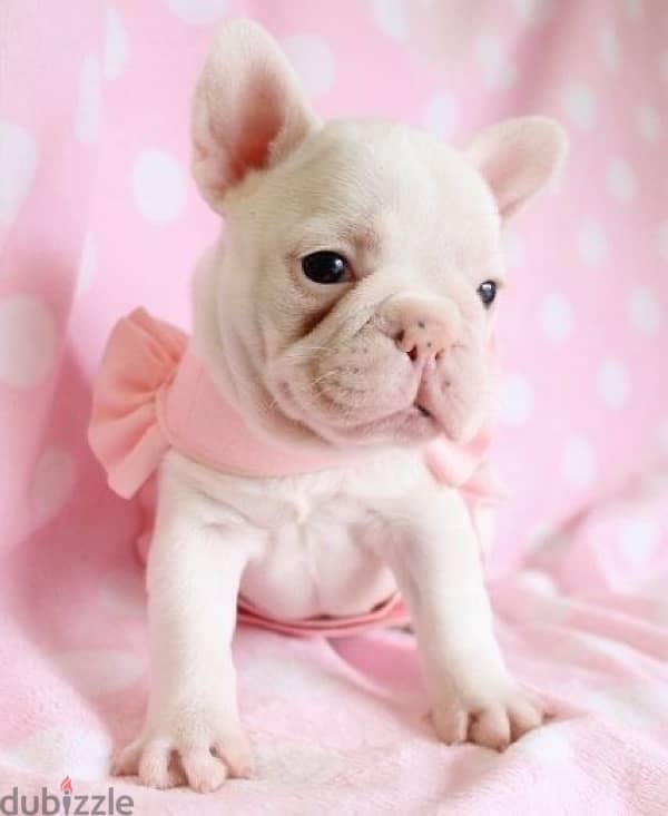 French Bulldog Puppy light cream color imported Dog Delivery كلب كلاب 0