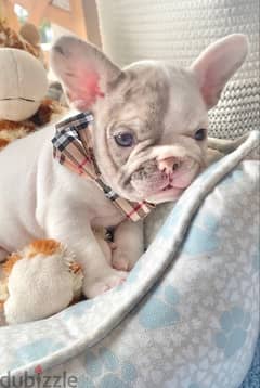 White & Merle French Bulldog Puppy pure breed / Dog Delivery كلب كلاب 0