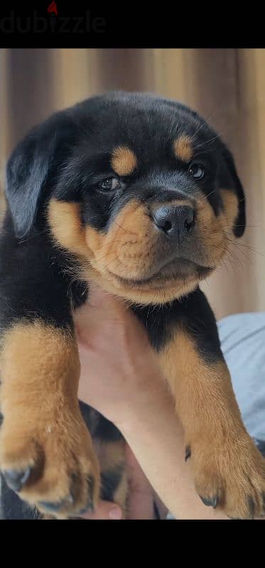 rottweiler