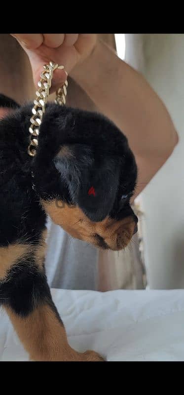 rottweiler hight quality 1